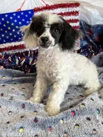 Bandit, a male Poodle - Toy  for sale in Gaffney, SC – 2 of 7