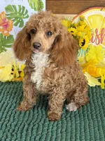 Ruby, a female Poodle - Toy  for sale in Gaffney, SC – 3 of 3