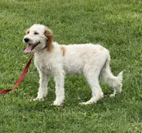 Patty, a female Miniature Labradoodle for sale in Gaffney, SC – 3 of 4
