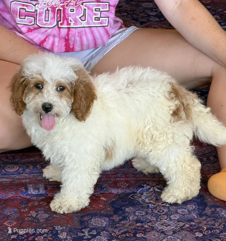Bonnie – Miniature Goldendoodle puppy for sale in Gaffney, SC