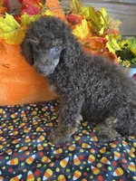 processed/f4f8128a-6f0a-4d8b-b482-1fb87e33d0db/listing/aade64e7-fe7b-40c0-993f-967ea213911f/c6920a9f-f1c5-4e82-9bab-e47dee946fae