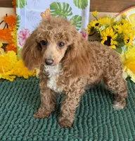 Ruby, a female Poodle - Toy  for sale in Gaffney, SC – 2 of 3