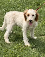 Patty, a female Miniature Labradoodle for sale in Gaffney, SC – 4 of 4