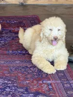 Sunshine, a male Labradoodle for sale in Gaffney, SC – 4 of 6
