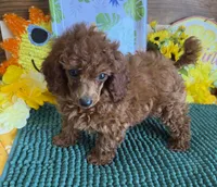 Cinders, a female Poodle - Toy  for sale in Gaffney, SC – 4 of 4