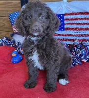Callie, a female Miniature Goldendoodle for sale in Gaffney, SC – 3 of 3