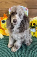 Speckles, a male Poodle - Toy  for sale in Gaffney, SC – 2 of 4