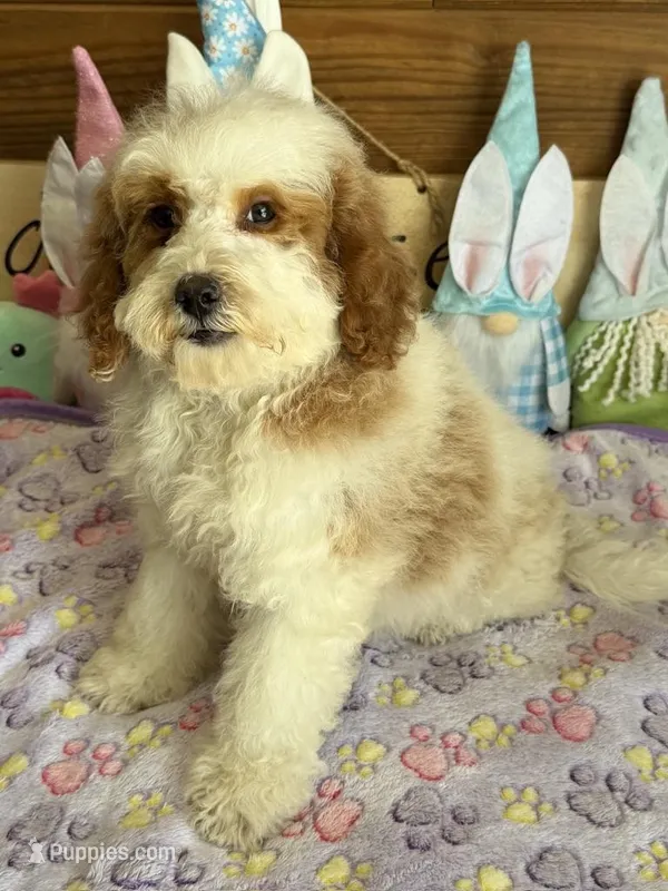 Rita – Miniature Goldendoodle puppy for sale in Gaffney, SC