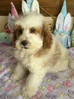 Rita, a female Miniature Goldendoodle for sale in Gaffney, SC – Photo 3 of 4