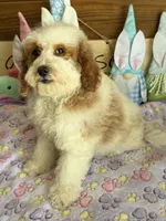 Rita, a female Miniature Goldendoodle for sale in Gaffney, SC – Photo 4 of 4