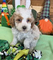 Rita, a female Miniature Goldendoodle for sale in Gaffney, SC – Photo 4 of 4