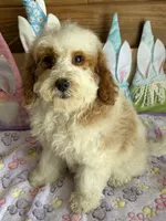 Rita, a female Miniature Goldendoodle for sale in Gaffney, SC – Photo 2 of 4