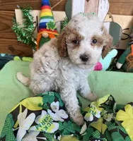 Rita, a female Miniature Goldendoodle for sale in Gaffney, SC – Photo 3 of 4