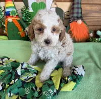 Rita, a female Miniature Goldendoodle for sale in Gaffney, SC – Photo 1 of 4
