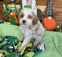 Rita, a female Miniature Goldendoodle for sale in Gaffney, SC – Photo 2 of 4