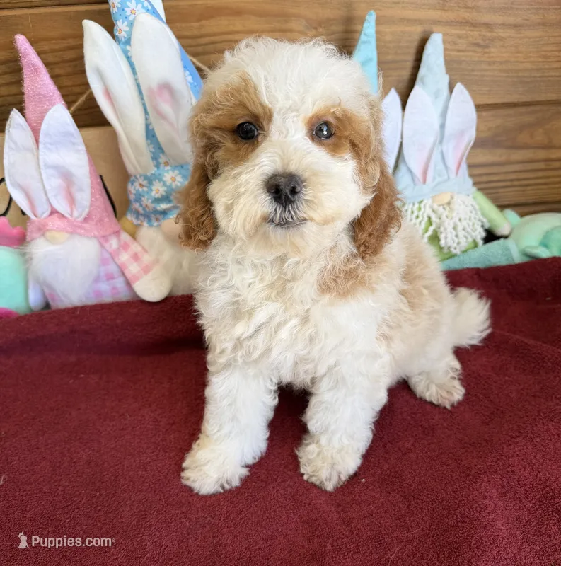 Rita – Miniature Goldendoodle puppy for sale in Gaffney, SC