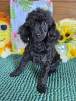 Lilly, a female Poodle - Toy  for sale in Gaffney, SC – 3 of 8