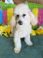 Newton, a male Poodle - Toy  for sale in Gaffney, SC – 3 of 5