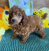 Cinders, a female Poodle - Toy  for sale in Gaffney, SC – 3 of 4