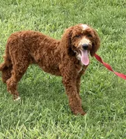 Casanova, a male Miniature Labradoodle for sale in Gaffney, SC – 2 of 6