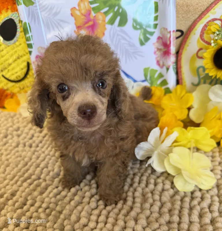 Hank – Poodle - Toy  puppy for sale in Gaffney, SC