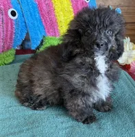 Reese, a male Poodle - Toy  for sale in Gaffney, SC – 2 of 3