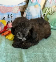 Reese, a male Poodle - Toy  for sale in Gaffney, SC – Photo 3 of 3