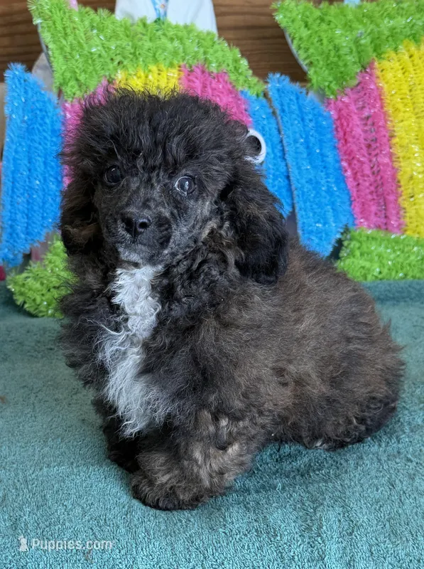 Reese – Poodle - Toy  puppy for sale in Gaffney, SC