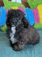 Reese, a male Poodle - Toy  for sale in Gaffney, SC – 1 of 3