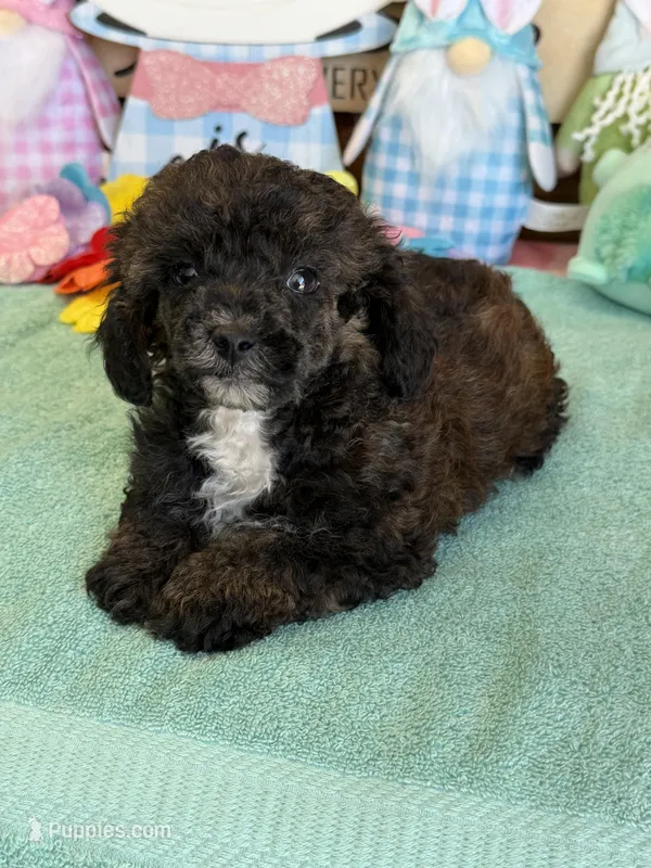 Reese – Poodle - Toy  puppy for sale in Gaffney, SC