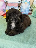 Reese, a male Poodle - Toy  for sale in Gaffney, SC – Photo 1 of 3