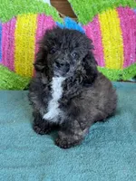Reese, a male Poodle - Toy  for sale in Gaffney, SC – 3 of 3