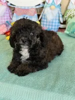 Reese, a male Poodle - Toy  for sale in Gaffney, SC – Photo 2 of 3