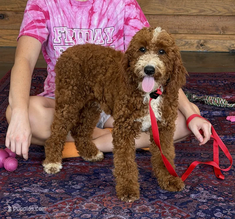 Casanova – Miniature Labradoodle puppy for sale in Gaffney, SC