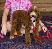 Casanova, a male Miniature Labradoodle for sale in Gaffney, SC – 1 of 9