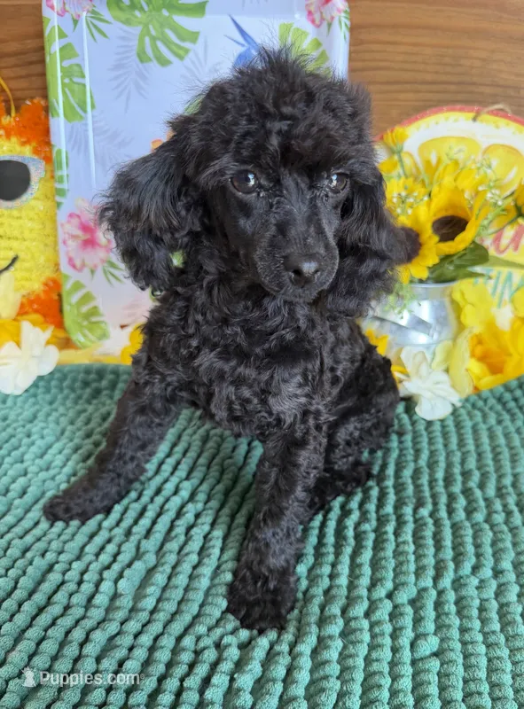 Lilly – Poodle - Toy  puppy for sale in Gaffney, SC