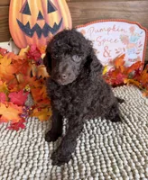 Herbie, a male Poodle - Miniature  for sale in Gaffney, SC – 5 of 5