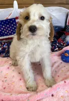 Patty, a female Miniature Labradoodle for sale in Gaffney, SC – 3 of 9
