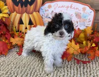 Pixie, a female Poodle - Toy  for sale in Gaffney, SC – 2 of 3