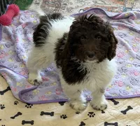 Marie, a female Miniature Goldendoodle for sale in Gaffney, SC – 1 of 7