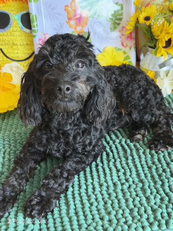 Rocky – Cockapoo puppy for sale in Gaffney, SC