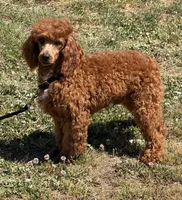 Axle, a male Poodle - Miniature  for sale in Gaffney, SC – Photo 3 of 3