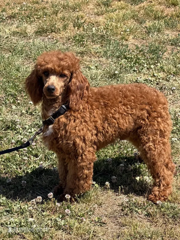 Axle – Poodle - Miniature  puppy for sale in Gaffney, SC