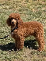 Axle, a male Poodle - Miniature  for sale in Gaffney, SC – Photo 1 of 3