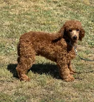 Axle, a male Poodle - Miniature  for sale in Gaffney, SC – Photo 2 of 3