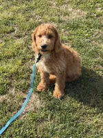 Ben, a male Miniature Labradoodle for sale in Gaffney, SC – Photo 3 of 3