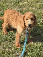 Ben, a male Miniature Labradoodle for sale in Gaffney, SC – Photo 2 of 3