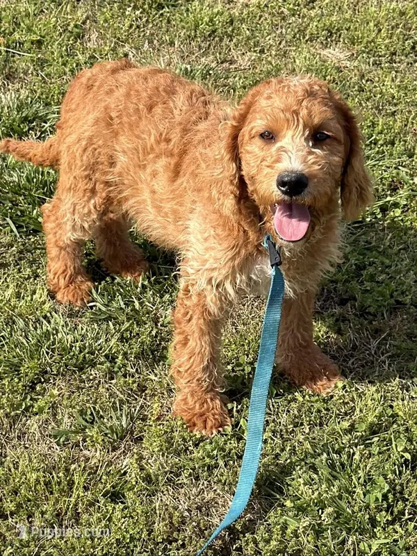 Ben – Miniature Labradoodle puppy for sale in Gaffney, SC