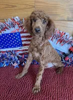 Beau, a male Poodle - Miniature  for sale in Gaffney, SC – 4 of 4