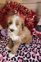 processed/f4f8128a-6f0a-4d8b-b482-1fb87e33d0db/listing/b0af63d1-9992-4e91-b278-f1ec9fa3db0d/6b495969-f57c-49d7-b63d-ad472b65de03